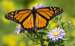 Vẻ đẹp lộng lẫy của bướm vua