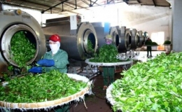 Xuất khẩu ch&egrave; 7 th&aacute;ng đạt 77 ng&agrave;n tấn