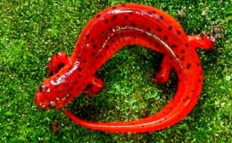 Chi&ecirc;m ngưỡng những lo&agrave;i động vật lạ mắt giống kẹo ngọt 