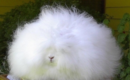 Thỏ Angora - "cục b&ocirc;ng biết nhảy"