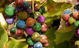 Nho c&acirc;̀u v&ocirc;̀ng nhi&ecirc;̀u màu tuy&ecirc;̣t đẹp