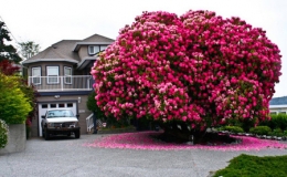 16 c&acirc;y cổ thụ lộng lẫy nhất thế giới