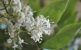 Hoa sữa gọi thu về
