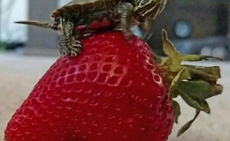 Ch&uacute; r&ugrave;a nhỏ nhất thế giới d&agrave;i chỉ bằng 2 đốt ng&oacute;n tay