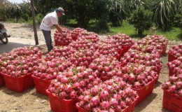 Australia tuy&ecirc;n bố mở cửa cho thanh long Việt Nam