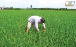 Cảnh gi&aacute;c với bệnh l&ugrave;n sọc đen v&agrave; rầy lưng trắng