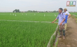 Kiến Xương tập trung ph&ograve;ng trừ bệnh l&ugrave;n sọc đen tr&ecirc;n l&uacute;a