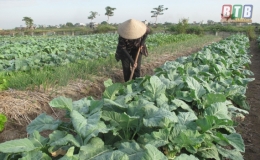 Diện t&iacute;ch c&acirc;y m&agrave;u h&egrave; thu vượt 33,5% kế hoạch đề ra