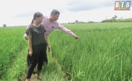 Th&aacute;i Thụy: Nhiều giải ph&aacute;p ph&ograve;ng, trừ bệnh l&ugrave;n sọc đen