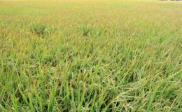 Triển khai kế hoạch sản xuất vụ Thu Đ&ocirc;ng, M&ugrave;a 2018