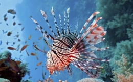 Nh&agrave; h&agrave;ng chuy&ecirc;n phục vụ c&aacute; sư tử kịch độc ở Jamaica