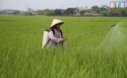 Quỳnh Phụ ph&aacute;t động chiến dịch ph&ograve;ng trừ s&acirc;u đục th&acirc;n 2 chấm bảo vệ l&uacute;a m&ugrave;a