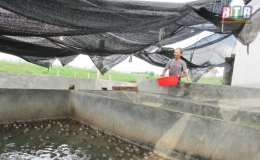 &Ocirc;ng Kh&aacute;nh nu&ocirc;i ếch l&agrave;m gi&agrave;u