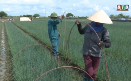 N&ocirc;ng d&acirc;n Quỳnh Hải &ndash; Quỳnh Phụ chăm s&oacute;c rau m&agrave;u  trong điều kiện thời tiết bất thuận