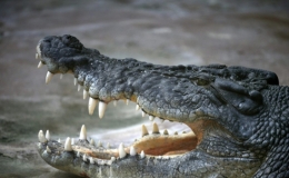 C&aacute; sấu tr&agrave;n v&agrave;o đường phố ngập lụt ở Ấn Độ