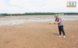 Th&aacute;i Thụy: Chủ động thực hiện c&aacute;c biện ph&aacute;p quản l&yacute;, chăm s&oacute;c ngao