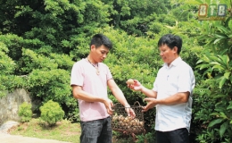 Ngọt ng&agrave;o hồng xi&ecirc;m L&ocirc; Giang