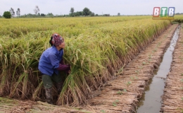 Thời vụ gieo trồng c&acirc;y vụ đ&ocirc;ng từ ng&agrave;y 15/9