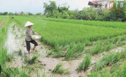 Th&aacute;i Thụy: Ph&ograve;ng, chống bệnh l&ugrave;n sọc đen tr&ecirc;n l&uacute;a