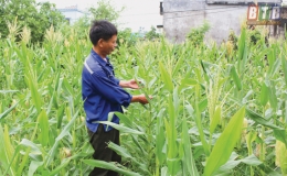 Vũ Đ&ocirc;ng: Giảm ngh&egrave;o nhờ vốn ch&iacute;nh s&aacute;ch