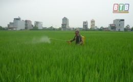 Hưng H&agrave; tập trung phun thuốc ph&ograve;ng trừ s&acirc;u đục th&acirc;n 2 chấm bảo vệ l&uacute;a  m&ugrave;a