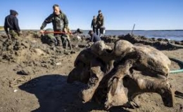 Băng vĩnh cửu tan đ&ecirc;̉ l&ocirc;̣ xương voi ma mút còn nguy&ecirc;n g&acirc;n và da