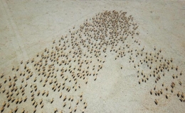 Cuộc di cư của 60.000 con linh dương T&acirc;y Tạng