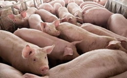 Gi&aacute; thịt lợn hơi giảm nhẹ