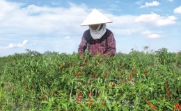 Hiệu quả c&aacute;c ch&iacute;nh s&aacute;ch  hỗ trợ ph&aacute;t triển n&ocirc;ng nghiệp