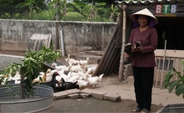 Hội người cao tuổi c&aacute;c cấp t&iacute;ch cực tham gia v&agrave;o c&aacute;c hoạt động của địa phương