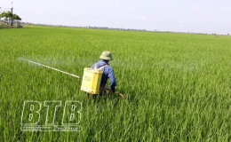 Kiến Xương: Chủ động ph&ograve;ng trừ s&acirc;u bệnh hại l&uacute;a