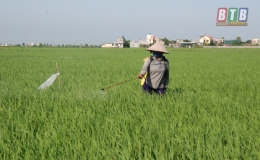 Kiến Xương ph&aacute;t động chiến dịch ph&ograve;ng trừ s&acirc;u cuốn l&aacute; nhỏ v&agrave; rầy c&aacute;c loại