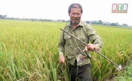 &Ocirc;ng Hải t&iacute;ch cực diệt chuột bảo vệ sản xuất