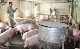 Quỳnh Phụ: N&acirc;ng cao chất lượng t&iacute;n dụng ch&iacute;nh s&aacute;ch