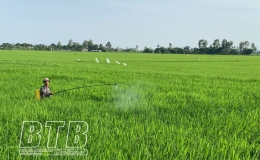 Th&aacute;i Thụy: Ph&ograve;ng, trừ s&acirc;u bệnh bảo vệ l&uacute;a m&ugrave;a 