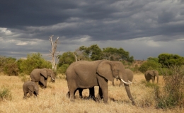 Thiệt hại gấp hơn ba lần khủng hoảng 2009, du lịch thế giới phục hồi cầm chừng