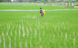 Tiền Hải: Ph&ograve;ng, trừ rầy bảo vệ l&uacute;a m&ugrave;a