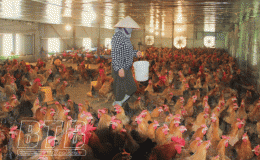 Chủ động ngăn chặn c&uacute;m gia cầm A/H5N8