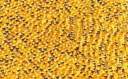 Cuộc đua của 70.000 con vịt cao su ở Mỹ