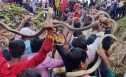 H&agrave;ng trăm người diễu h&agrave;nh với rắn ở Ấn Độ