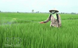 Hưng H&agrave;: Ph&aacute;t động chiến dịch ph&ograve;ng trừ s&acirc;u bệnh bảo vệ l&uacute;a m&ugrave;a