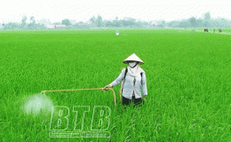 Hưng H&agrave;: Tập trung ph&ograve;ng, trừ s&acirc;u bệnh bảo vệ l&uacute;a m&ugrave;a