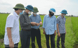 Đồng ch&iacute; Ho&agrave;ng Th&aacute;i Ph&uacute;c, Trưởng ban Nội ch&iacute;nh Tỉnh ủy kiểm tra, chỉ đạo c&ocirc;ng t&aacute;c ph&ograve;ng trừ s&acirc;u bệnh bảo vệ l&uacute;a m&ugrave;a