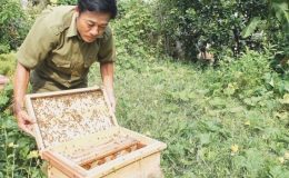 Mật ngọt từ nu&ocirc;i ong