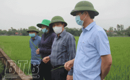 Phun trừ s&acirc;u cuốn l&aacute; nhỏ, s&acirc;u đục th&acirc;n hai chấm từ ng&agrave;y 11 &ndash; 14/8