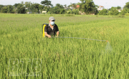 Vũ Thư tập trung phun ph&ograve;ng trừ s&acirc;u đục th&acirc;n hai chấm, s&acirc;u cuốn l&aacute; nhỏ