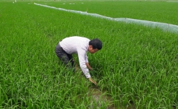 11.000ha l&uacute;a m&ugrave;a cần phun thuốc ph&ograve;ng trừ s&acirc;u cuốn l&aacute; nhỏ