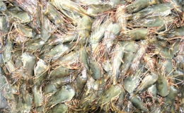 C&ocirc;ng nghệ gi&uacute;p tăng gi&aacute; trị từ phụ phẩm t&ocirc;m gấp hơn 4 lần