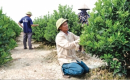 Hiệu quả m&ocirc; h&igrave;nh trồng quất cảnh ở Đ&ocirc;ng Dương