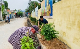 Khi những c&acirc;y cao tỏa b&oacute;ng